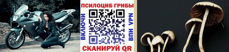 Галлюциногенные грибы прущие грибы  где можно купить   Сегежа 